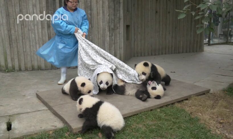 Pandas and their Nanny