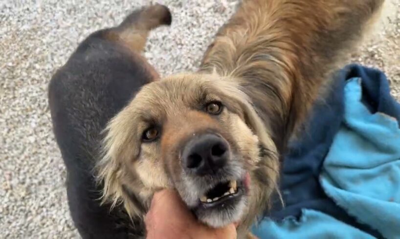 Pappa Is Enjoying His Freedom After Many Years Chained Up! - Takis Shelter