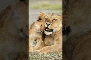 Playing lion cubs #lion #lioncub #animals