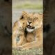 Playing lion cubs #lion #lioncub #animals
