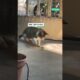 Praying mantis picks a fight with cat 🤣 (🎥: ViralHog)