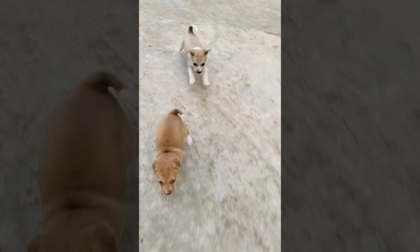 Puppies Race Competition🐕 #Cute puppies #racing puppies