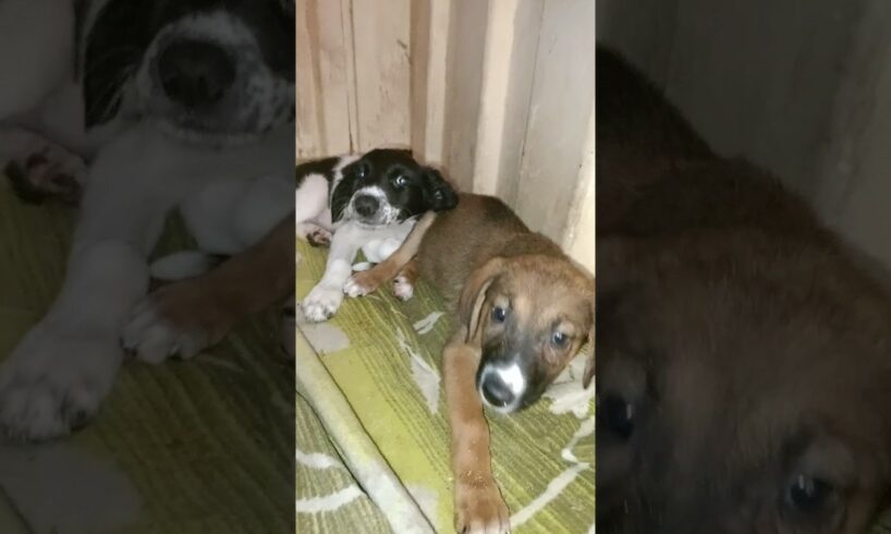 Puppies Rescue 😁#shorts #rescue #rescuepuppy #abandonedpuppy #puppydog #puppies #fyp #viral #puppy