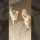 Puppies and smart kittens # Cute puppies and puppies. # Puppies, kittens in the fields # Short