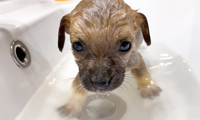 Puppies have their first bath ever!