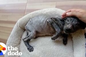Puppy Thrown In Trash Is Unrecognizable Now | The Dodo