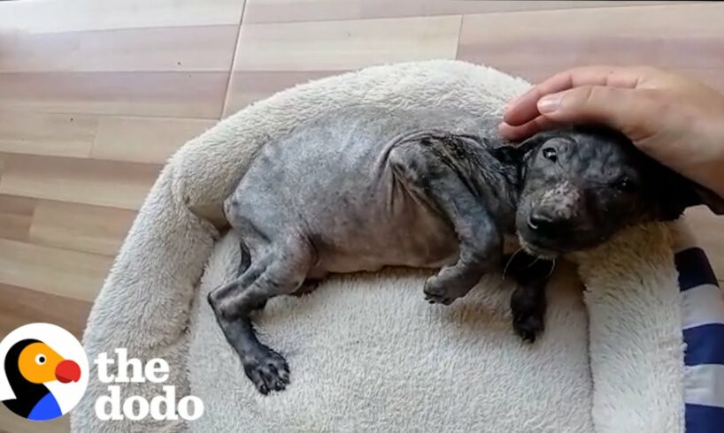 Puppy Thrown In Trash Is Unrecognizable Now | The Dodo