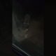 RACCOONS X4 GONE WILD FOR BURGER THING HOOK UP - CAT RESCUE VIDEOS - 6456 - OPEN LATE ALL NIGHT
