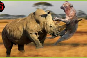 RHino's great battle in the mortal arena against evil | Animal Fight ANIMAL 2024