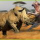 RHino's great battle in the mortal arena against evil | Animal Fight ANIMAL 2024