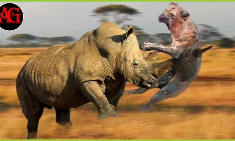 RHino's great battle in the mortal arena against evil | Animal Fight ANIMAL 2024
