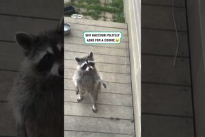 Raccoon politely asks for a cookie 🥺 (🎥: ViralHog)