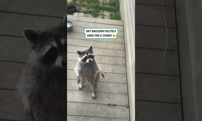 Raccoon politely asks for a cookie 🥺 (🎥: ViralHog)