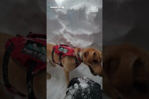 Rescue Dog in Training Passes Avalanche Test