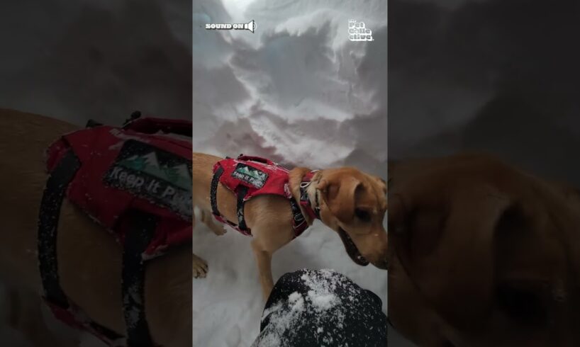 Rescue Dog in Training Passes Avalanche Test