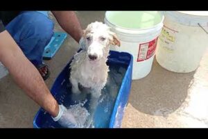 Rescue Puppies Get  Bath / Puppies Bathing /Dog Bathing / Puppies Rescue