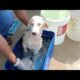 Rescue Puppies Get  Bath / Puppies Bathing /Dog Bathing / Puppies Rescue