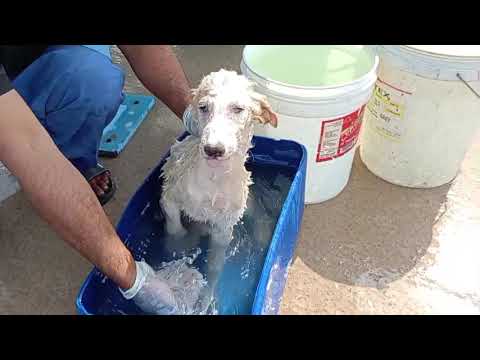 Rescue Puppies Get  Bath / Puppies Bathing /Dog Bathing / Puppies Rescue