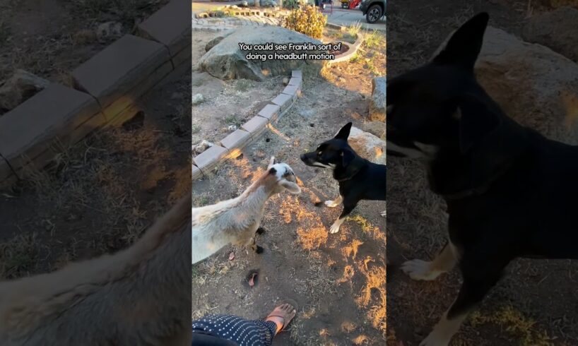 Rescue Sheep Makes His First Friend | The Dodo