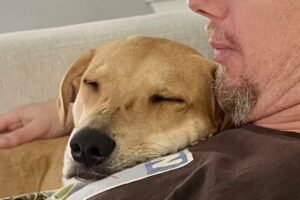 Rescue dog is obsessed with dad