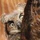 Rescue owl has sweetest reaction to toy
