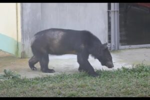 Rescued Bear Steps On Grass For First Time In His Life 😍