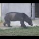 Rescued Bear Steps On Grass For First Time In His Life 😍