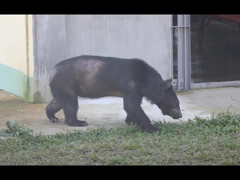 Rescued Bear Steps On Grass For First Time In His Life 😍