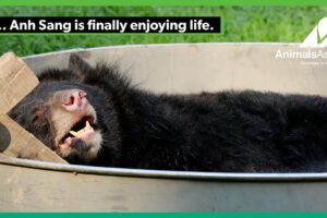 Rescued moon bear Anh Sang feels the love