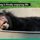Rescued moon bear Anh Sang feels the love