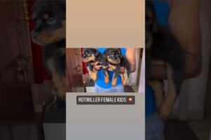 Rottweiler puppies available 🐾👀#dog #cute #puppies #trendingshorts #youtubeshorts #reels #sitzu #1