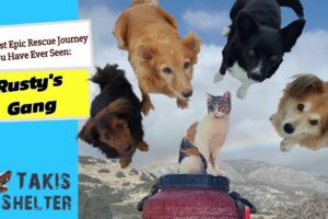Rusty’s Gang: The Most Epic Rescue Story Ever! - Takis Shelter