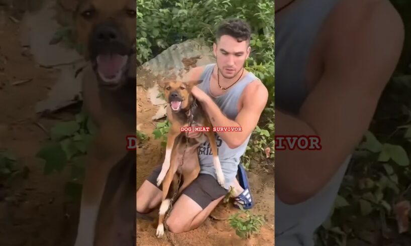 SHORTS FEED VIRAL ANIMAL RESCUE MUST SEE! #shortsfeed #dog #beforeandafter