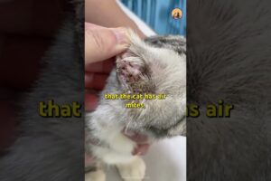 Safely Removing Ear Mites in a Cat