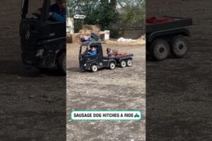 Sausage dog hitches a ride 🤣 (🎥: ViralHog)