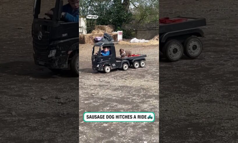 Sausage dog hitches a ride 🤣 (🎥: ViralHog)
