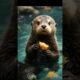 Sea Otter  The Cutest Predator In The World #Shorts #viralshorts  #animal #animals