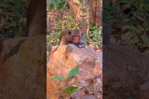 She wants to play with them#shortvideo #monkey #wildlife #funny #playing