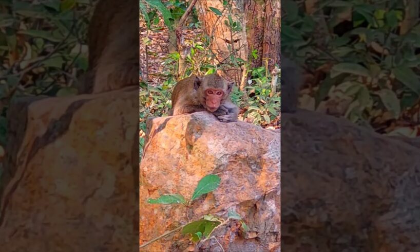 She wants to play with them#shortvideo #monkey #wildlife #funny #playing