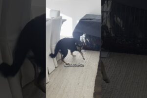 Shelter Puppy Waits Outside Her Scared Mom's Crate To Comfort Her | The Dodo