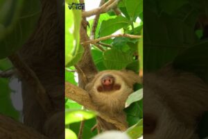 Sloth Facts | Why Sloths Are Important | #sloth #animals #ecosystem #environment #shorts