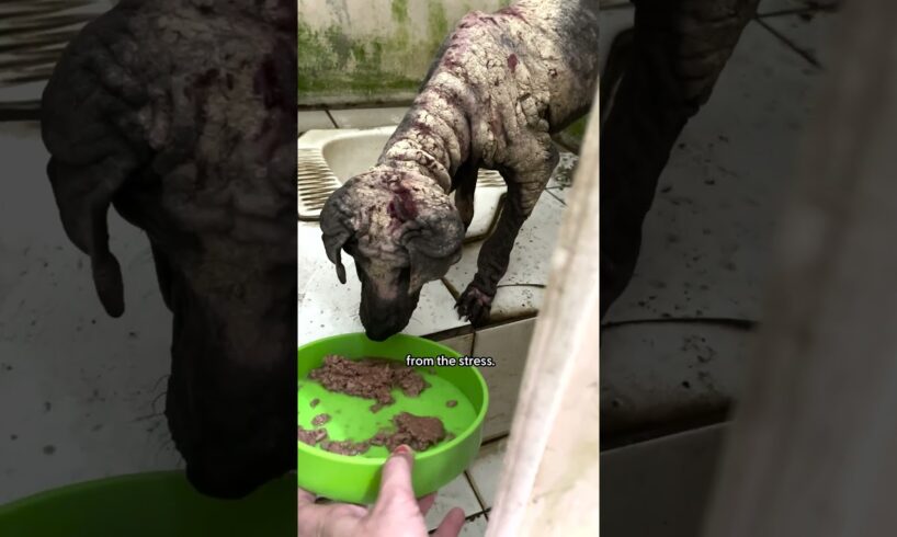 Stray Dog Who Looked Like A Dinosaur Is So Fluffy Now | The Dodo