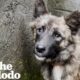 Stray Dog Who Was Impossible To Catch Walks Through Rescuer's Door | The Dodo