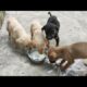 Street mother dog feeding 4 puppies - So cute puppies - They are so hungry - Dogoftheday