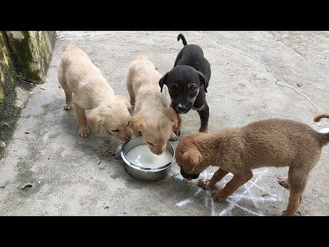 Street mother dog feeding 4 puppies - So cute puppies - They are so hungry - Dogoftheday