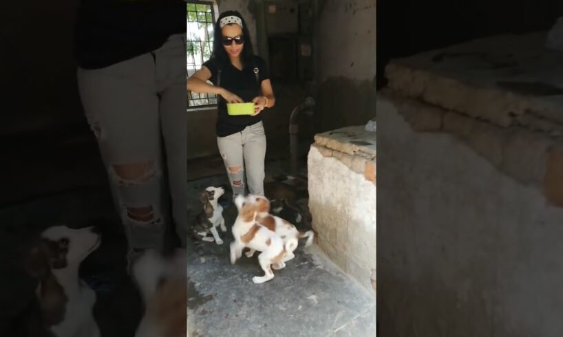 Super Cute Puppies feel excited to see their favourite food at Feeding #love #puppy #dog #animals