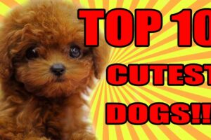 TOP 10 CUTEST DOGS 2016 / 2017