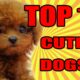 TOP 10 CUTEST DOGS 2016 / 2017