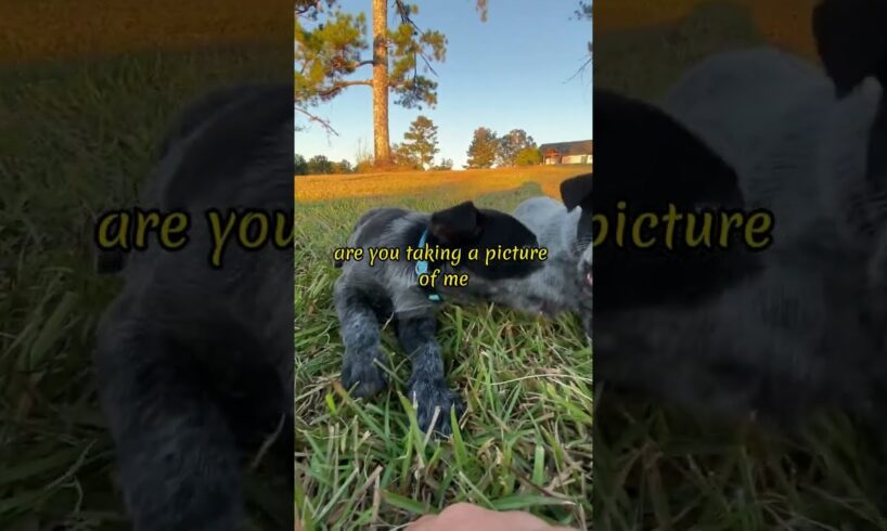 Taking cute pictures of the cute puppies