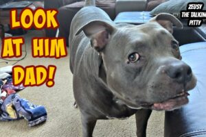 Talking Pitbull Is A Gentle Giant With His Brother! Cutest Dogs On YouTube!